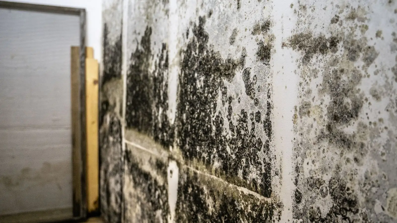 Heavy black mold growth across a wall beside exposed framing