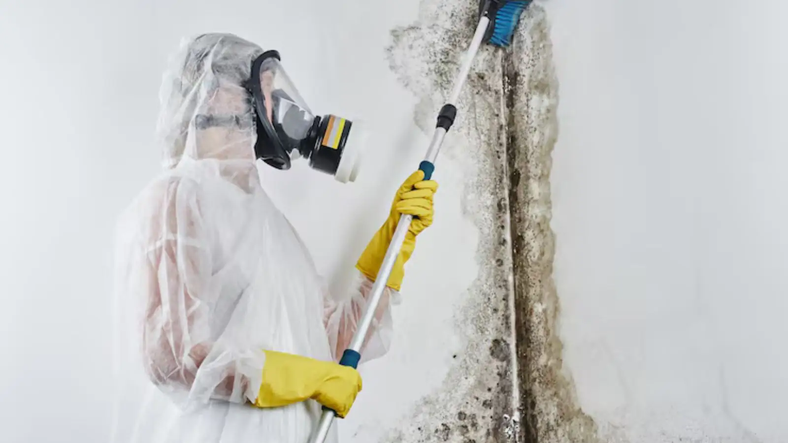 Technician in a respirator and protective suit treating a moldy wall with a long-handled tool